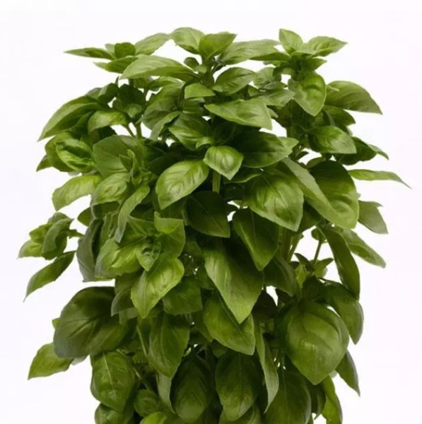 everleaf genovese2